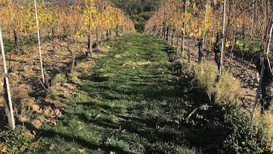 Viñedo con hileras de vides y montañas al fondo.