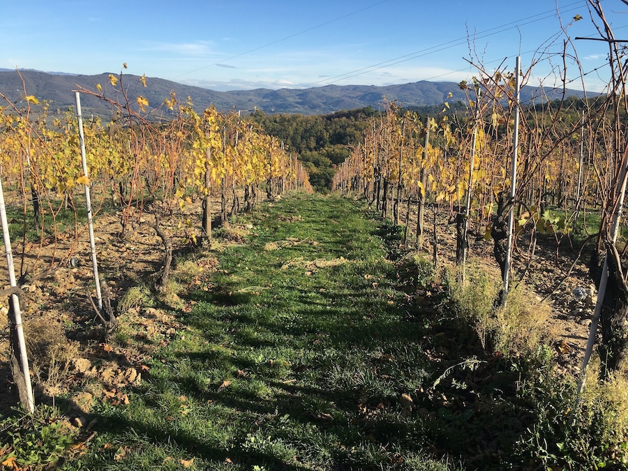 Fall is a great time to visit Tuscany! The weather is cooler, the crowds die down a bit and the vineyards are full of beautiful colors. I highly recommend doing a tour of some of the wineries in the region. #lifeatexpedia #italy #tuscany #vino