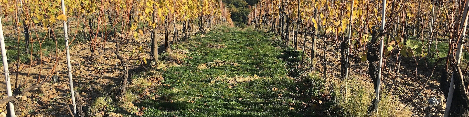 Fall is a great time to visit Tuscany! The weather is cooler, the crowds die down a bit and the vineyards are full of beautiful colors. I highly recommend doing a tour of some of the wineries in the region. #lifeatexpedia #italy #tuscany #vino