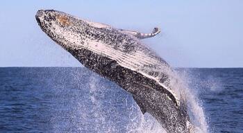 I can't get enough of weekend whale watching in Port Stephens! These creatures are simple amazing! They take my breath away every time! Jump on with the amazing crew at Tamboi Queen Cruises and go have a look for yourself! You won't be disappointed! #weekendgetaway #whale #cruise