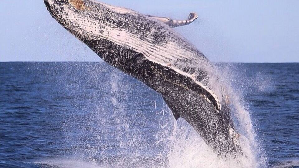 I can't get enough of weekend whale watching in Port Stephens! These creatures are simple amazing! They take my breath away every time! Jump on with the amazing crew at Tamboi Queen Cruises and go have a look for yourself! You won't be disappointed! #weekendgetaway #whale #cruise