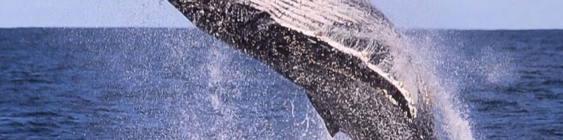 I can't get enough of weekend whale watching in Port Stephens! These creatures are simple amazing! They take my breath away every time! Jump on with the amazing crew at Tamboi Queen Cruises and go have a look for yourself! You won't be disappointed! #weekendgetaway #whale #cruise