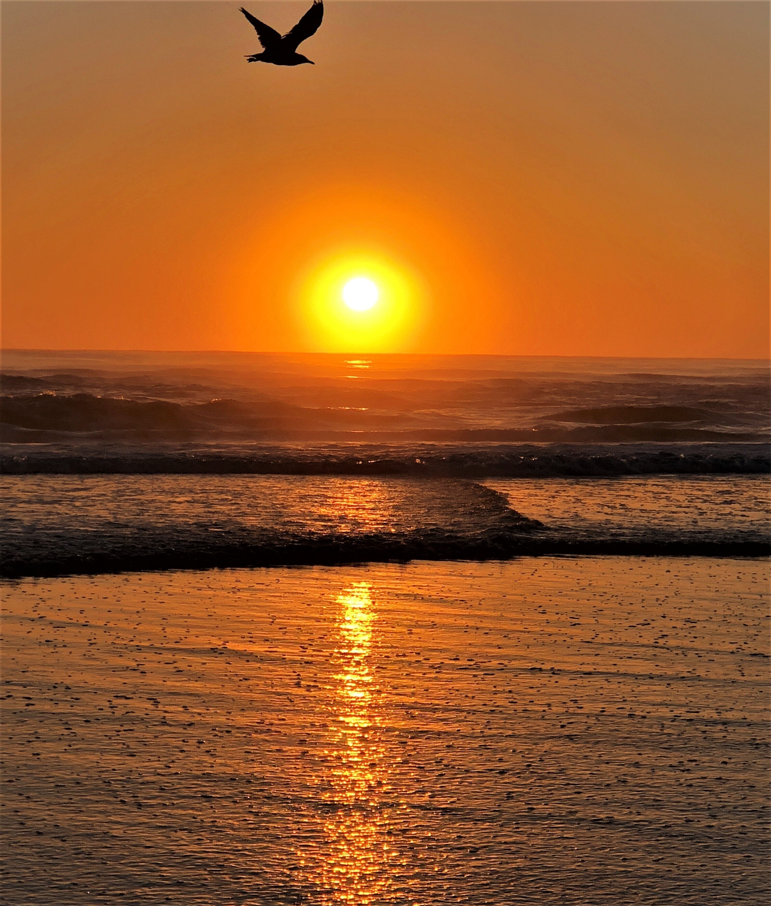 #beachtips - Make sure you get up at least half an hour before the sun actually rises for those pre-sunrise shots. 
The seagulls like to start to move just as the sun rises over the ocean, so you should get some nice silhouette shots as they head out for the day. 
Once you have your amazing sunrise shots, head over to any of the gorgeous outdoor cafes on the Gold Coast for a coffee and big breakfast!

#goldcoast #sunriseshot #seagull #orangecast #beachtip