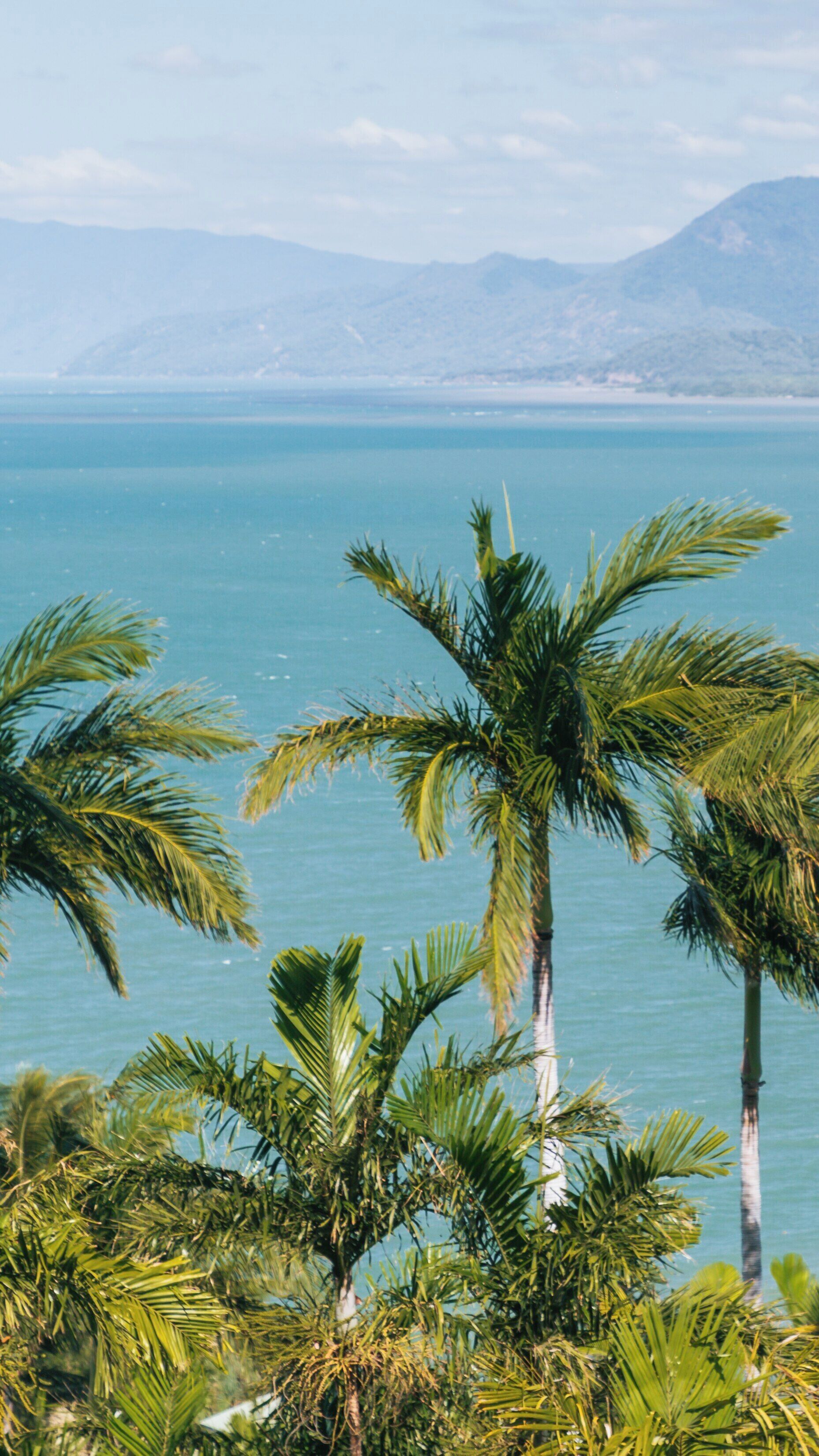 Stunning view of Four Mile Beach in Port Douglas, Queensland showcasing tropical palms and vibrant turquoise waters during a sunny day
