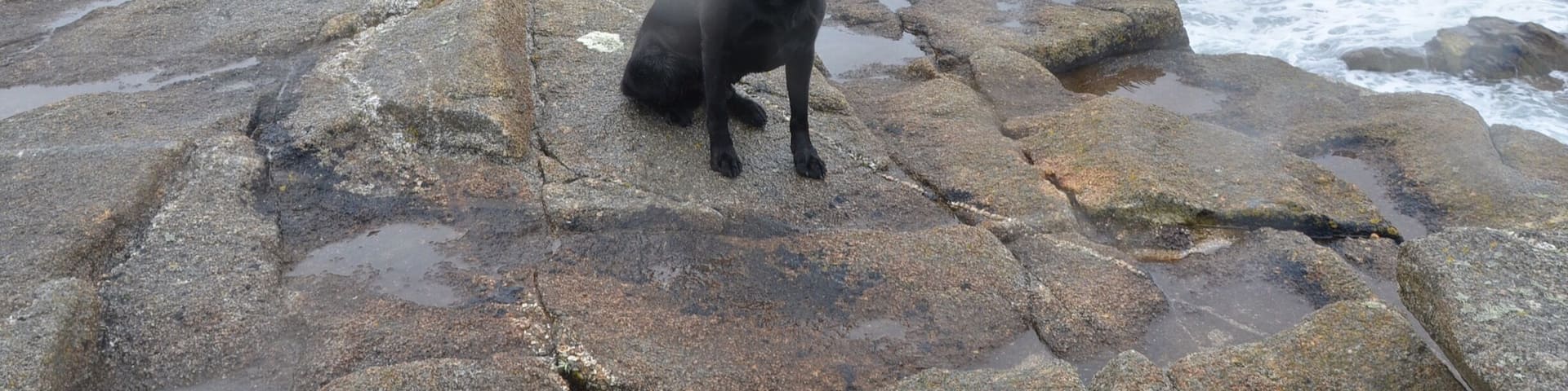 Stormy day weather in Brittany.
He does not mind.