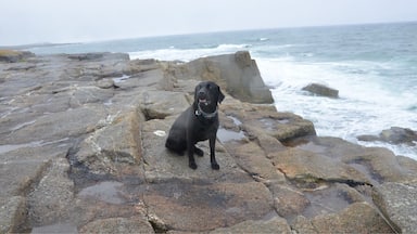 Stormy day weather in Brittany.
He does not mind.