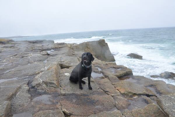 Stormy day weather in Brittany.
He does not mind.