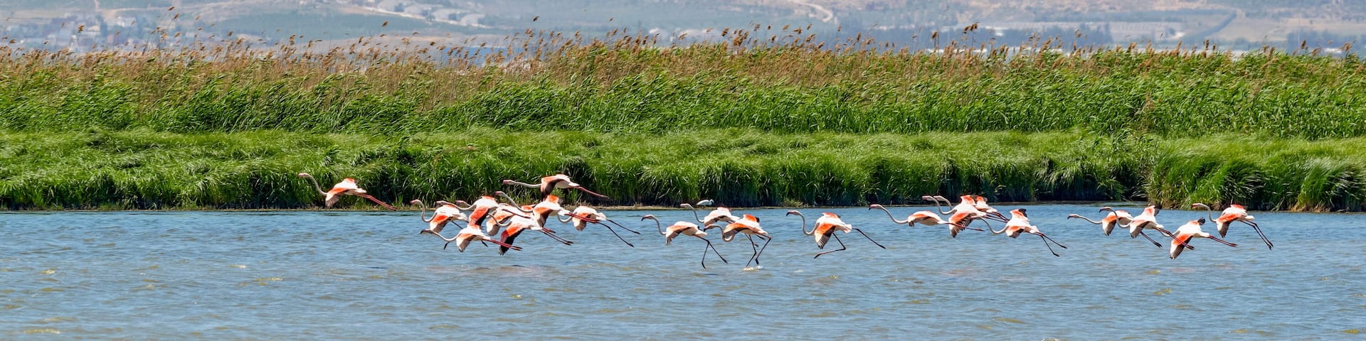 Flamants roses survolant une zone humide
