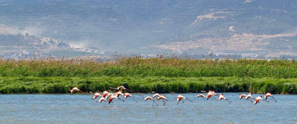 A flock of flamingos flying over a body of water with a mountainous landscape in the background.