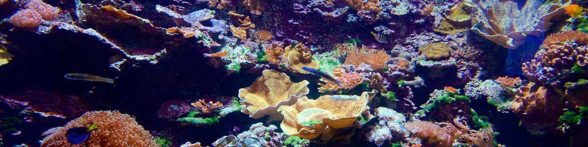 Aquarium ReefHQ montrant récifs colorés
