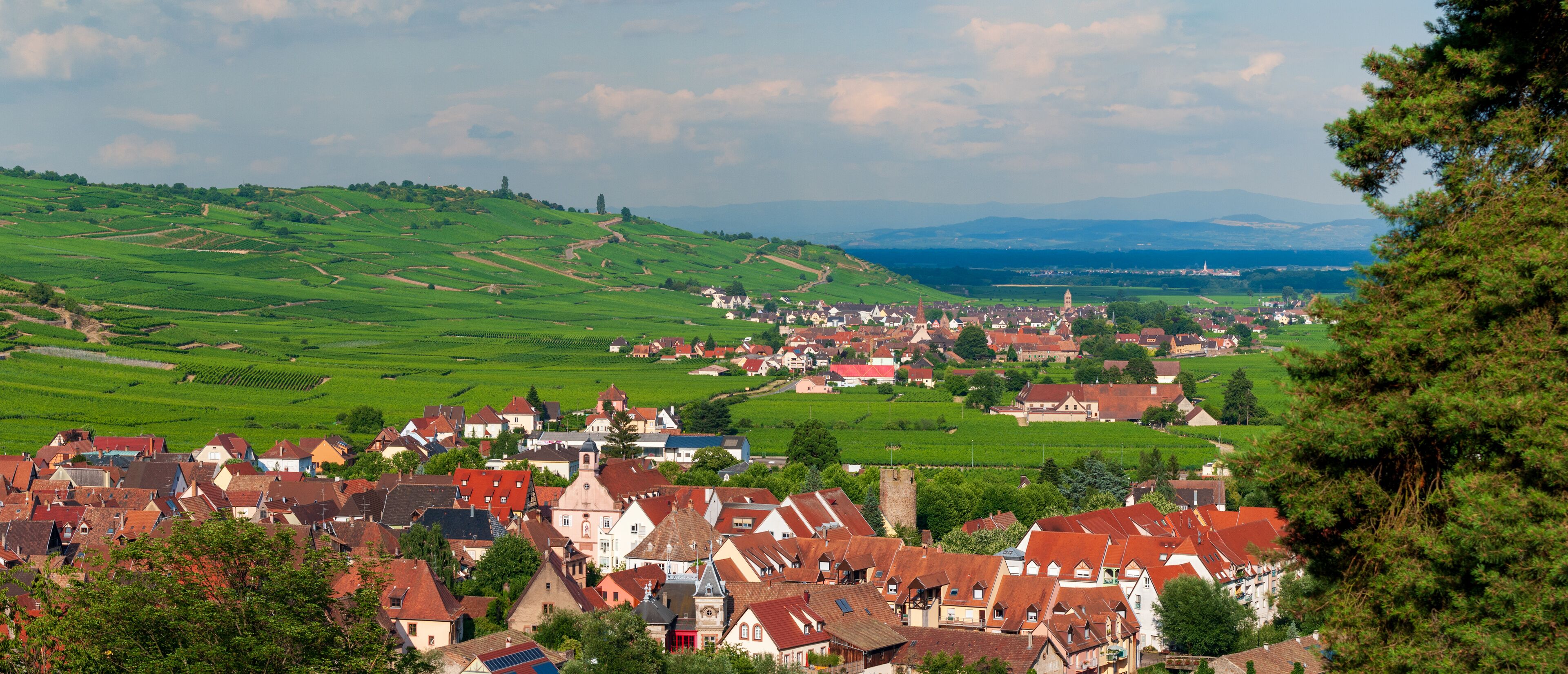 Vu sur les trois communes historiques regroupées aujourd'hui sous Kaysersberg vignoble, CEA, Alsace, Grand Est, France
