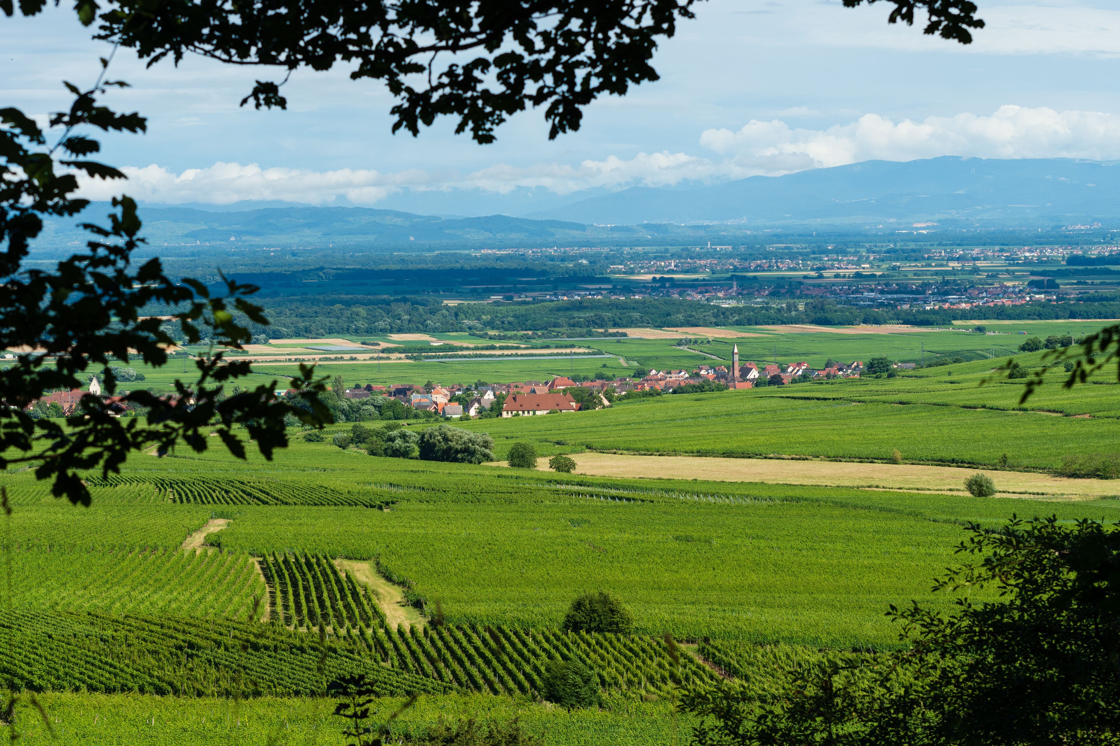 Le village viticole de Bennwihr, sur la Route des vins d'Alsace, Alsace, Grand Est, France