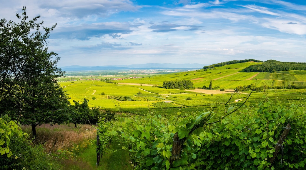 Le mont de Sigolsheim, au cœur du vignoble alsacien, Alsace, France
