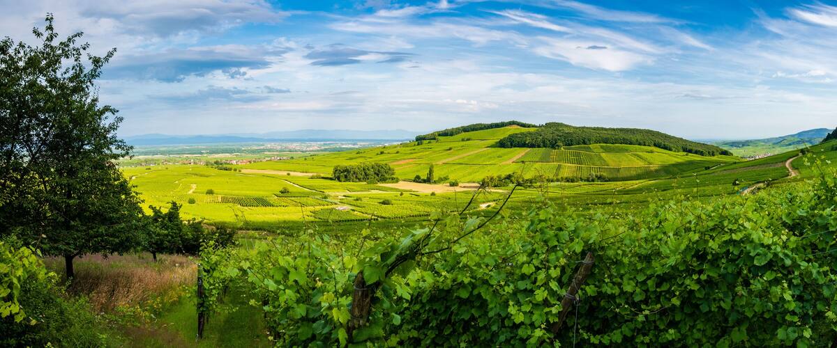 A lush vineyard with rows of grapevines, rolling hills, and a distant view of a town.