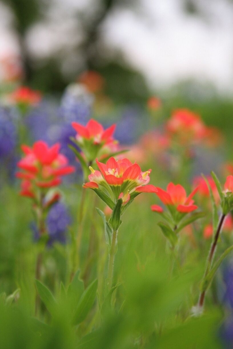 Indian Paintbrush, along Highway 71 in Spicewood.
