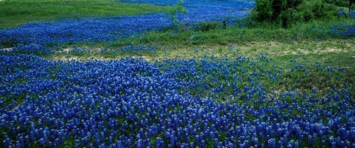 Bluebonnets in TX are great in April.
