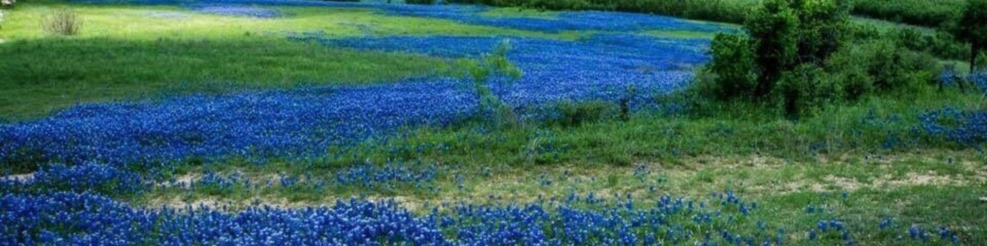 Bluebonnets in TX are great in April.