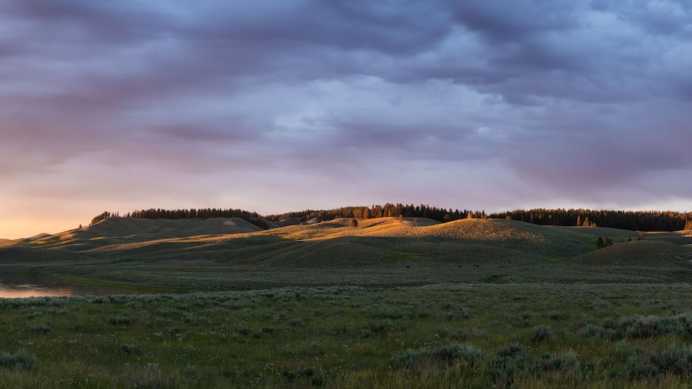 Golden Tips Of Hayden Valley