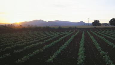 A field of crops at sunset with mountains in the background.