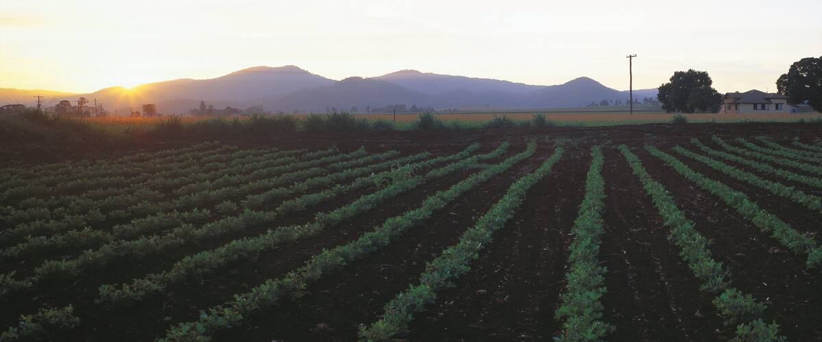 A field of crops at sunset with mountains in the background.