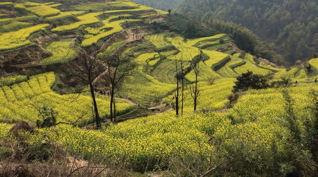 The Chinese countryside. Pujiang county, Zhejiang province.