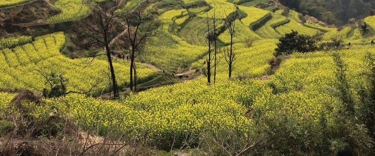 The Chinese countryside. Pujiang county, Zhejiang province.
