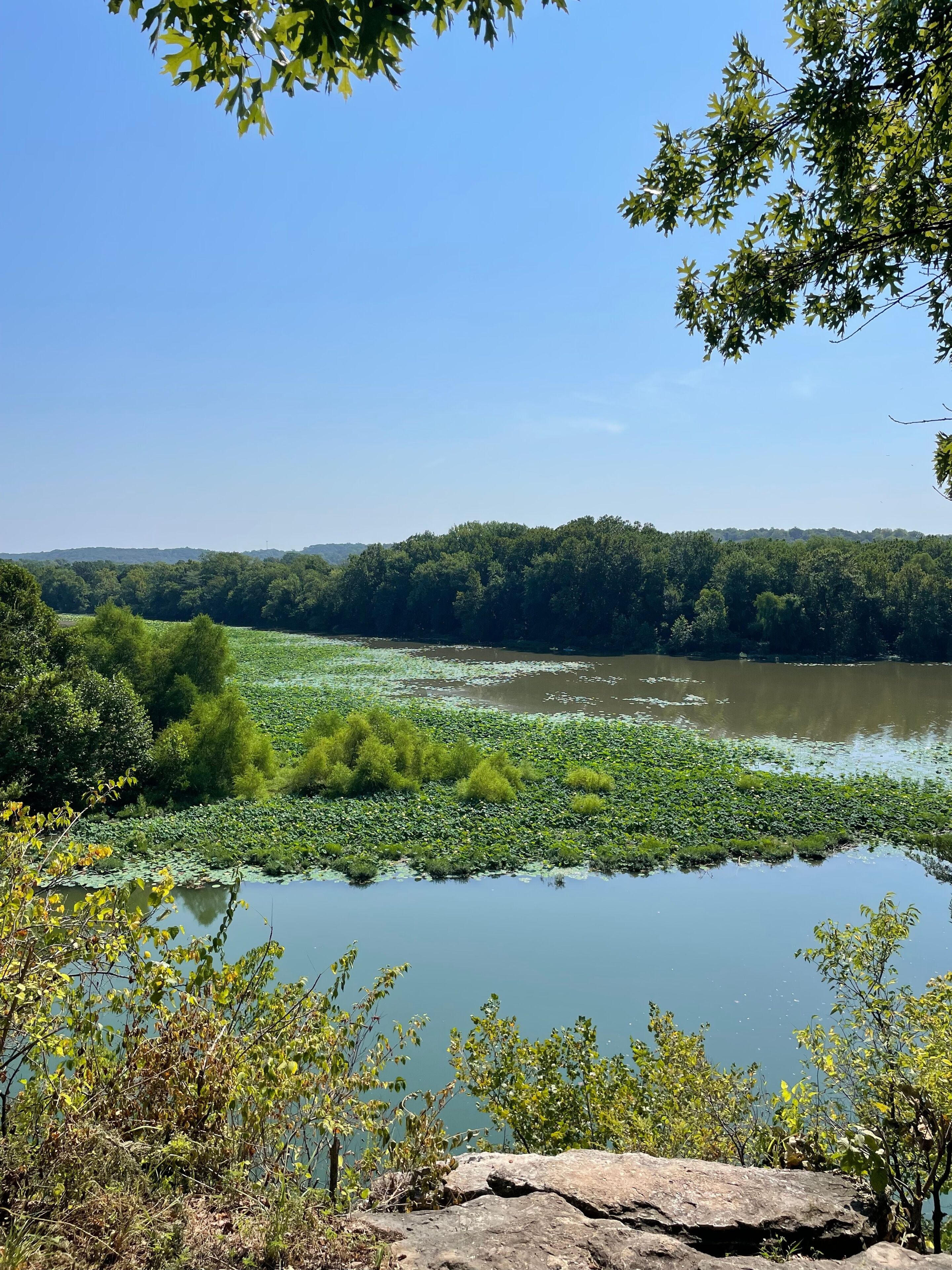 A river with lily pads, surrounded by dense greenery and trees under a clear sky.