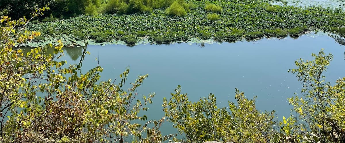 A river with lily pads, surrounded by dense greenery and trees under a clear sky.