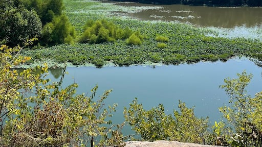 A river with lily pads, surrounded by dense greenery and trees under a clear sky.