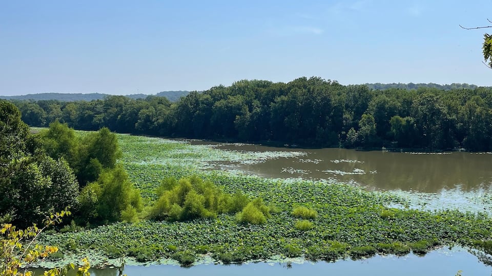 A river with lily pads, surrounded by dense greenery and trees under a clear sky.
