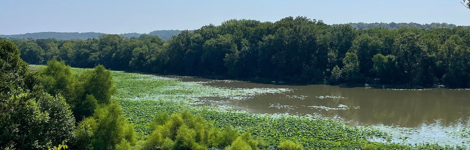 A river with lily pads, surrounded by dense greenery and trees under a clear sky.