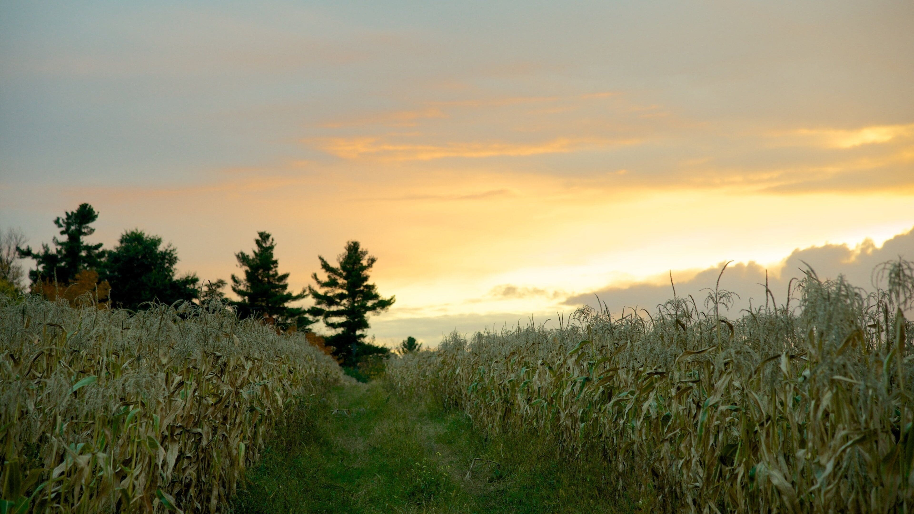 Massachusetts showing farmland and a sunset