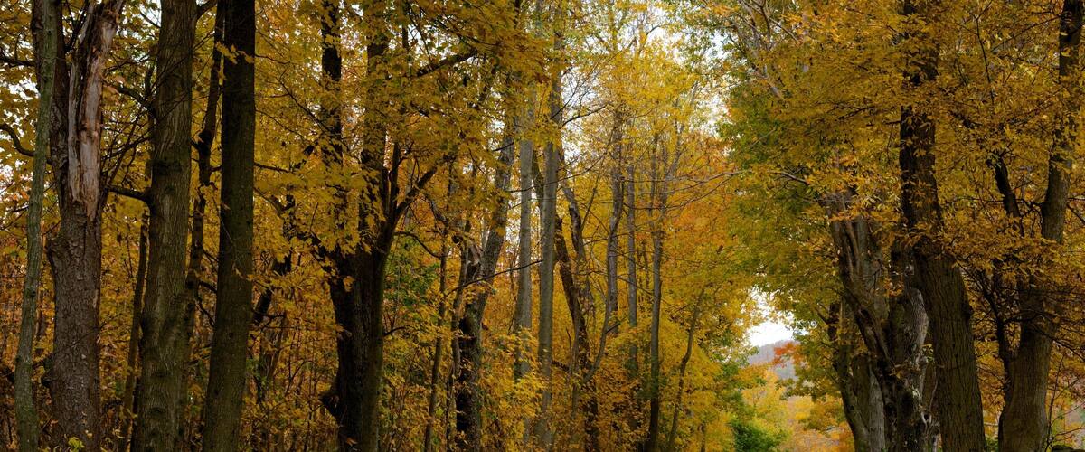 Massachusetts toont herfstbladeren, bos en vredige uitzichten
