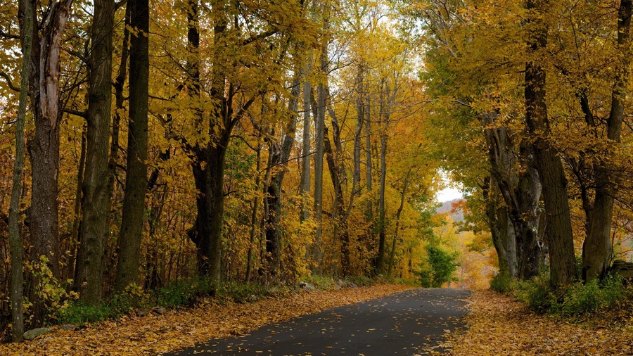 Massachusetts showing tranquil scenes, forests and fall colors