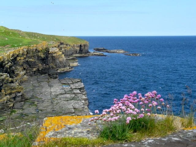 Clifftop near Clyth Harbour.