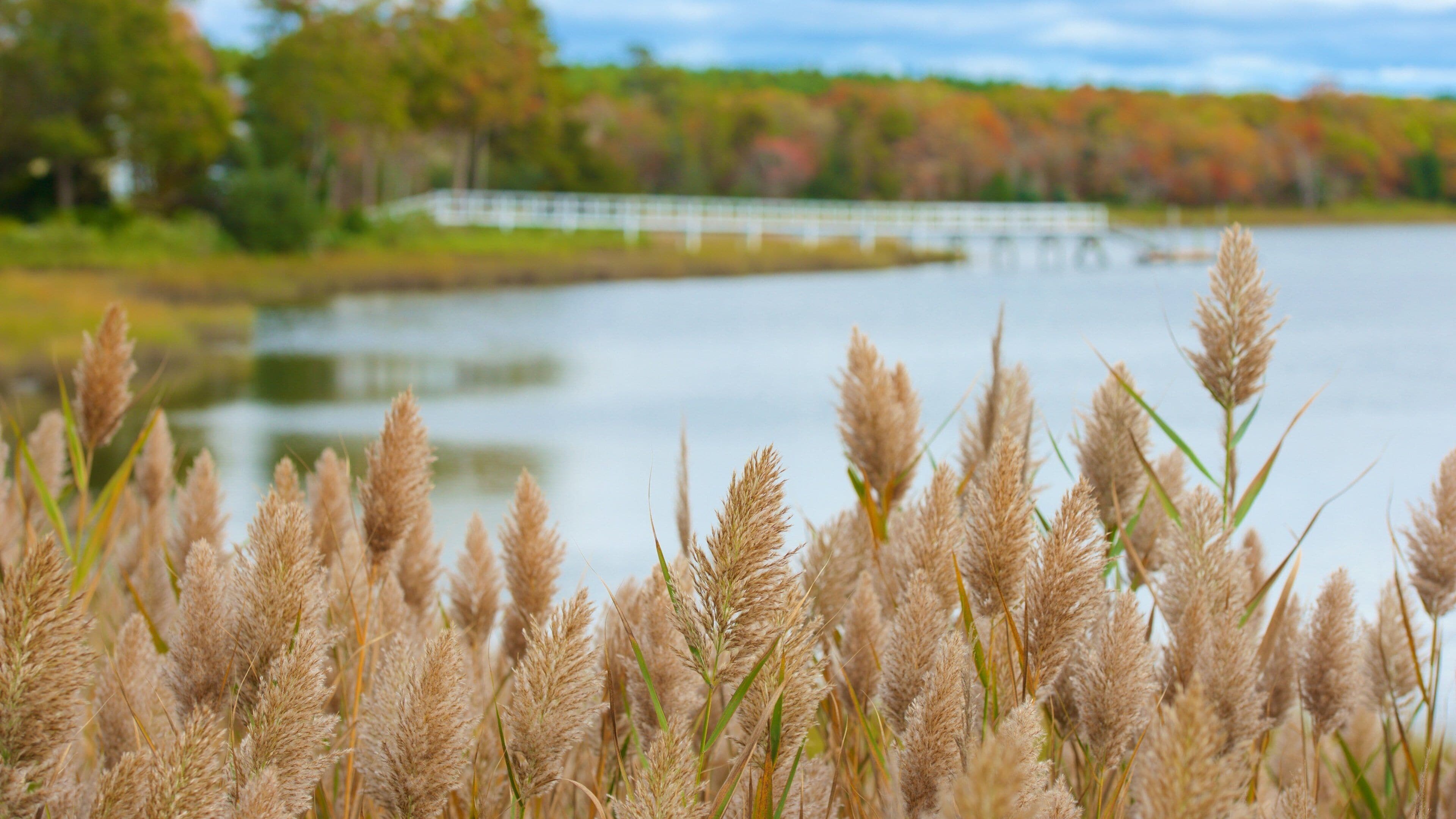 A lake with cattails in the foreground and a bridge in the background.