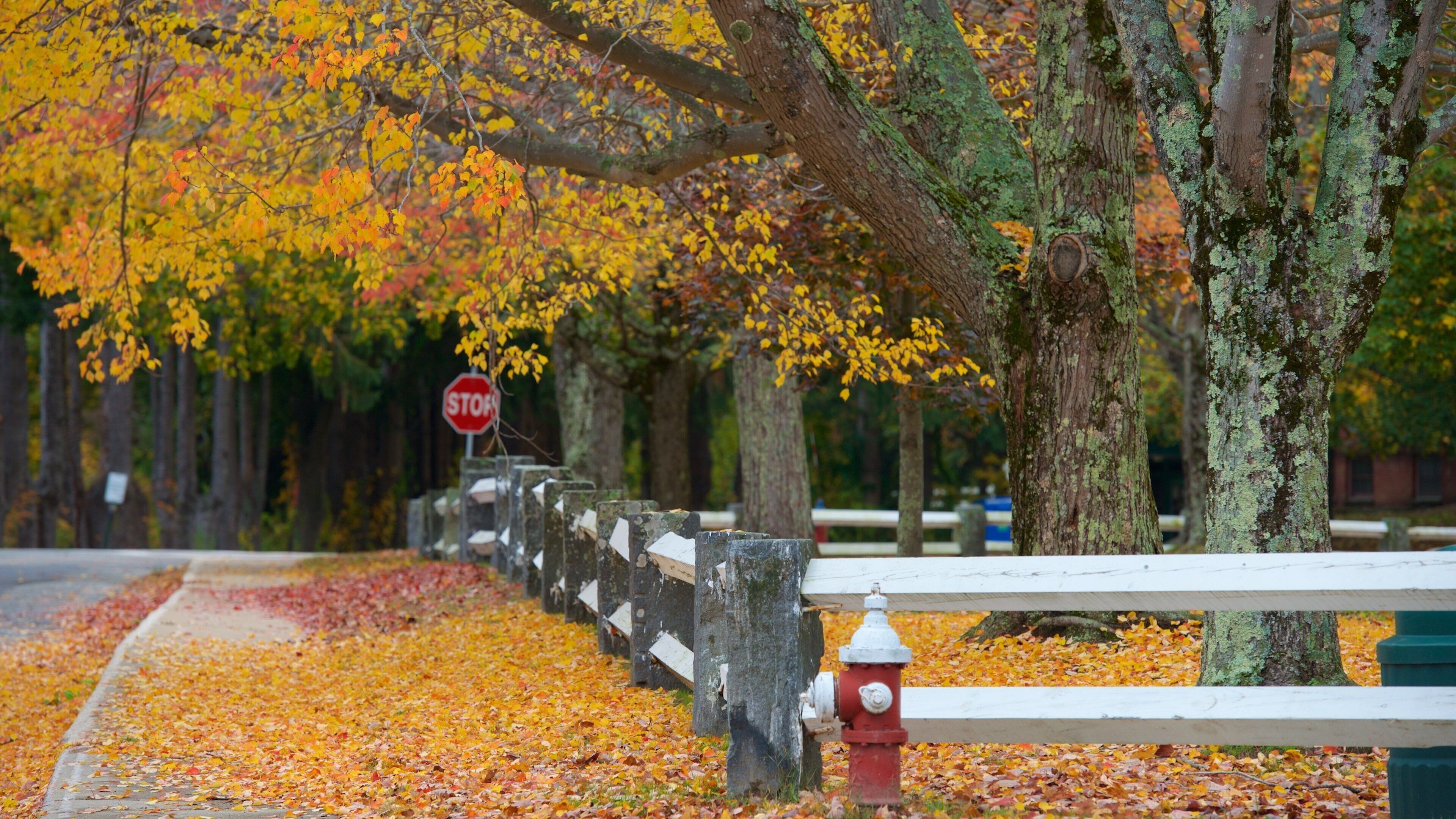 แมสซาชูเซตส์ตะวันออกเฉียงใต้ แสดง สีสันฤดูใบไม้ร่วง