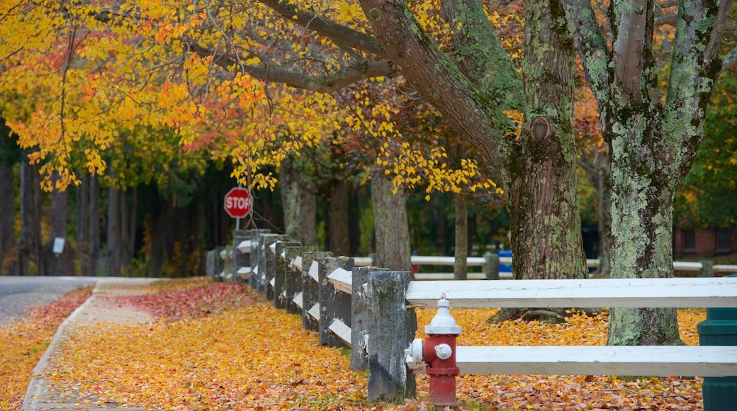 麻薩諸塞南部 设有 秋色