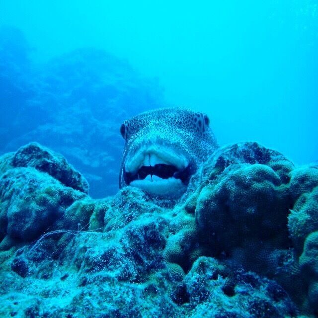 Not all my hikes take place on land. Here I ran into this guy in the waters off Huahine on my trip to Tahiti.  In one week I had 12 dives in. You couldn't put your toe in the waters without seeing
 sharks. I highly recommend diving here. Exhilarating to say the least 😎   The bluest waters you'll ever encounter .
#TakeAHike