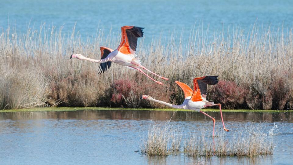 Deux flamants roses dans un étang de Camargue qui s'envolent. Etang de l'Or, sud de la France.