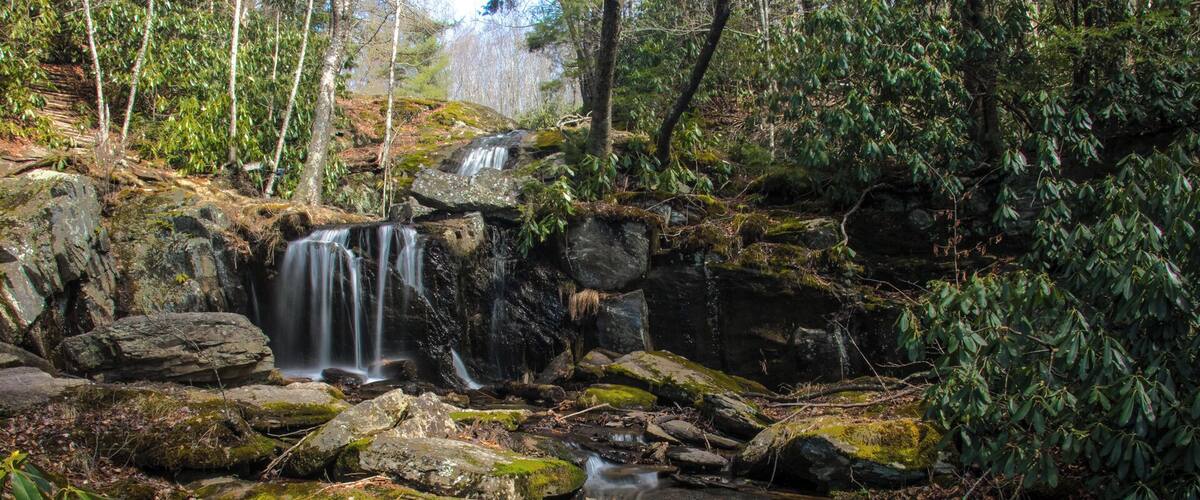 A forested area with a small waterfall cascading over rocks into a stream.