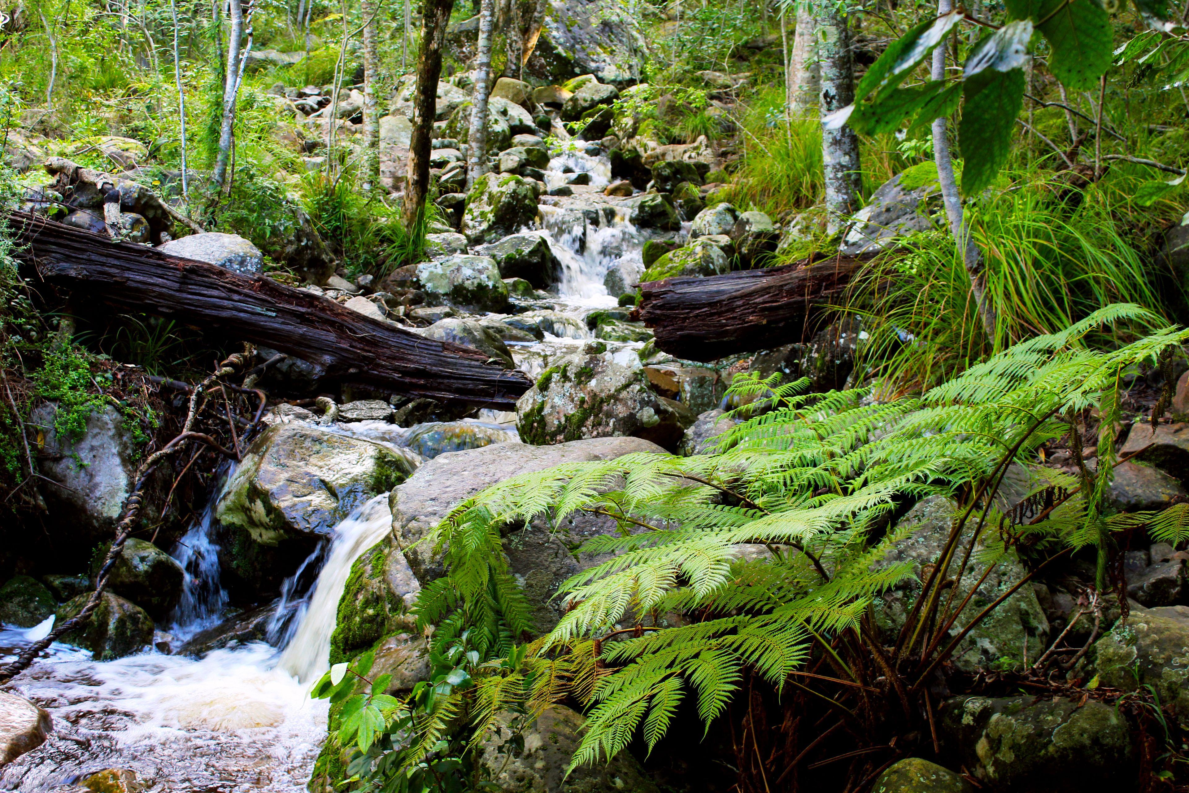 A forest stream with rocks, ferns, and a fallen log.