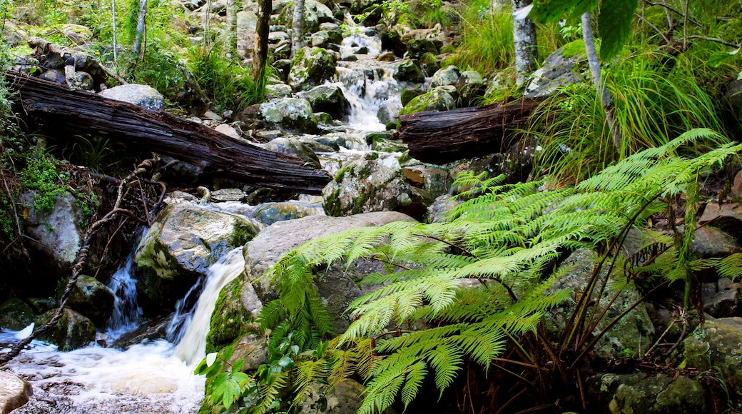A forest stream with rocks, ferns, and a fallen log.