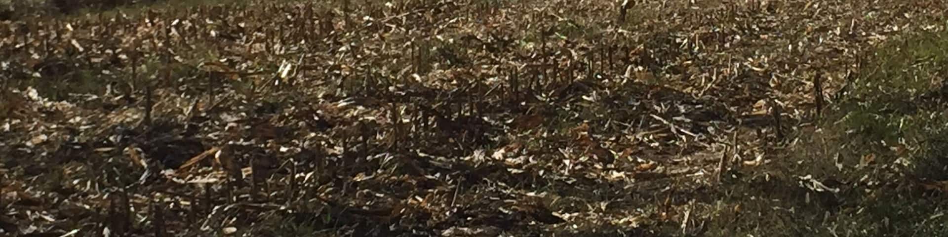 Just south of Navarrenx, France, nice walk with views of the Pyrenees.