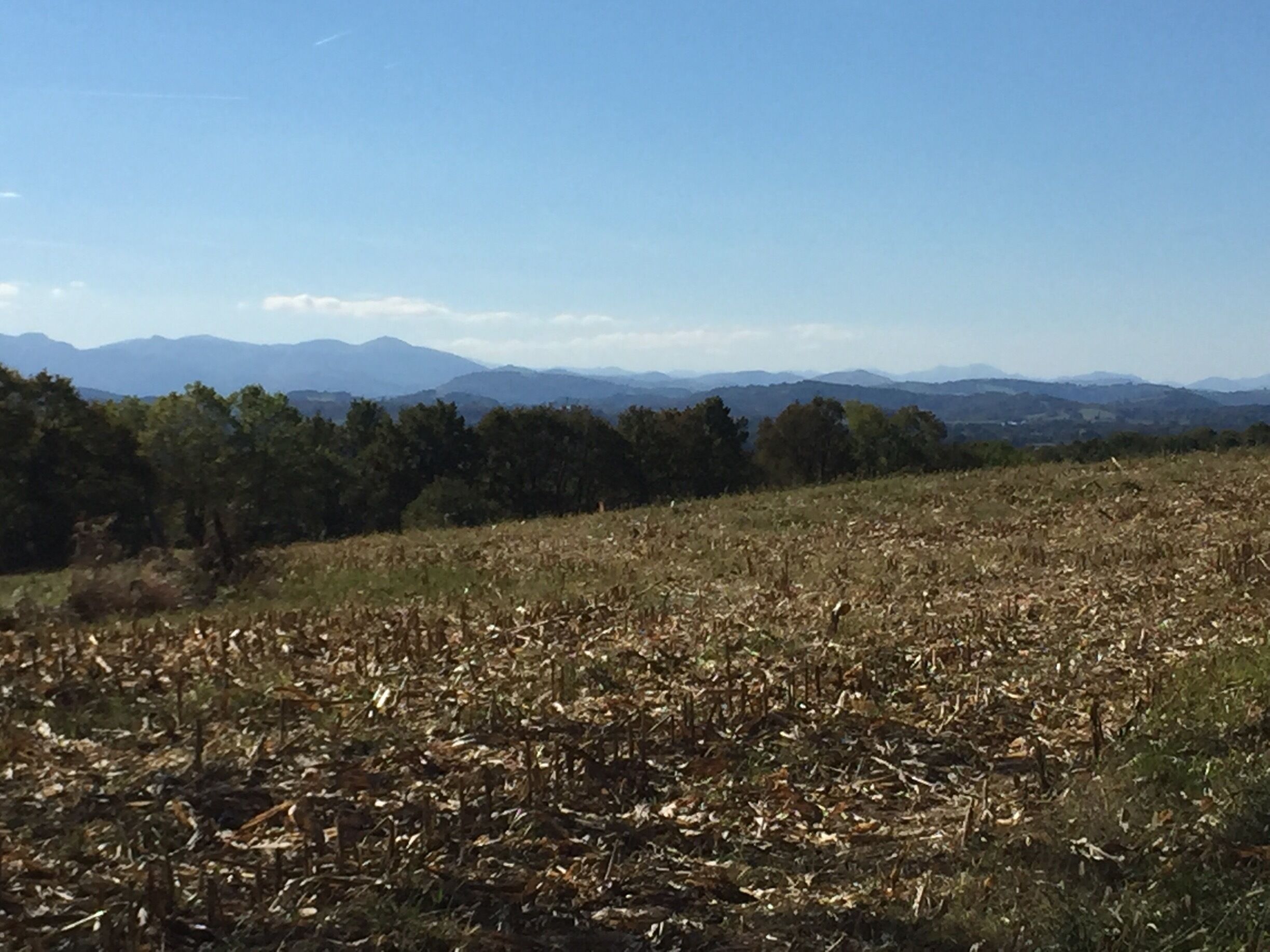 A field with dry vegetation and distant mountains under a clear sky.