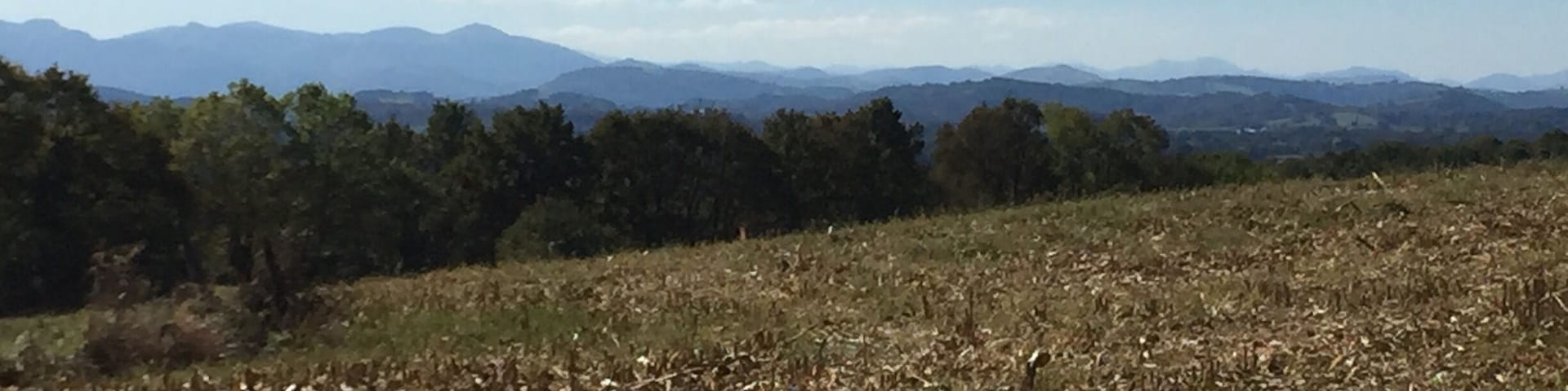 A field with dry vegetation and distant mountains under a clear sky.