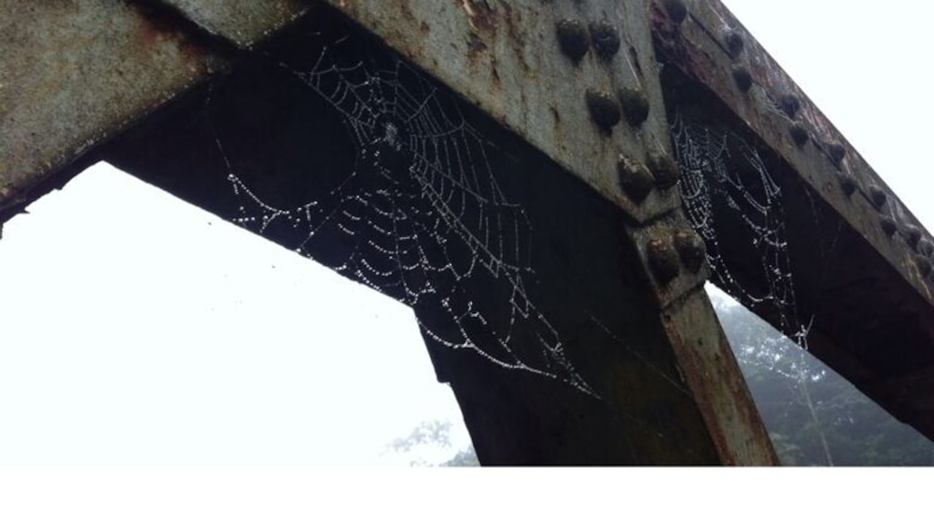 Puente ciudad Quesada, san Carlos, costa rica, tela de araña