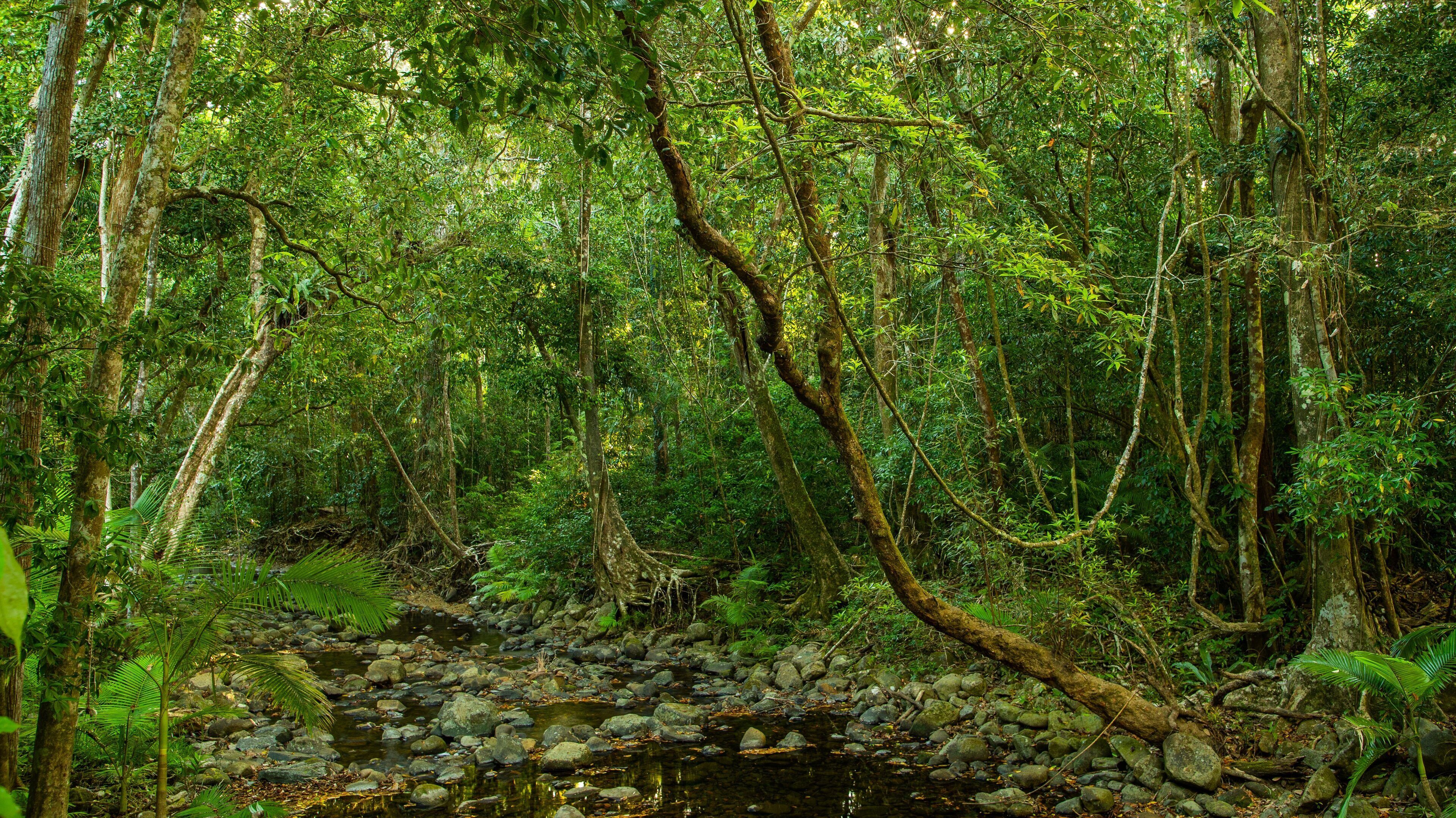 Daintree - Cape Tribulation