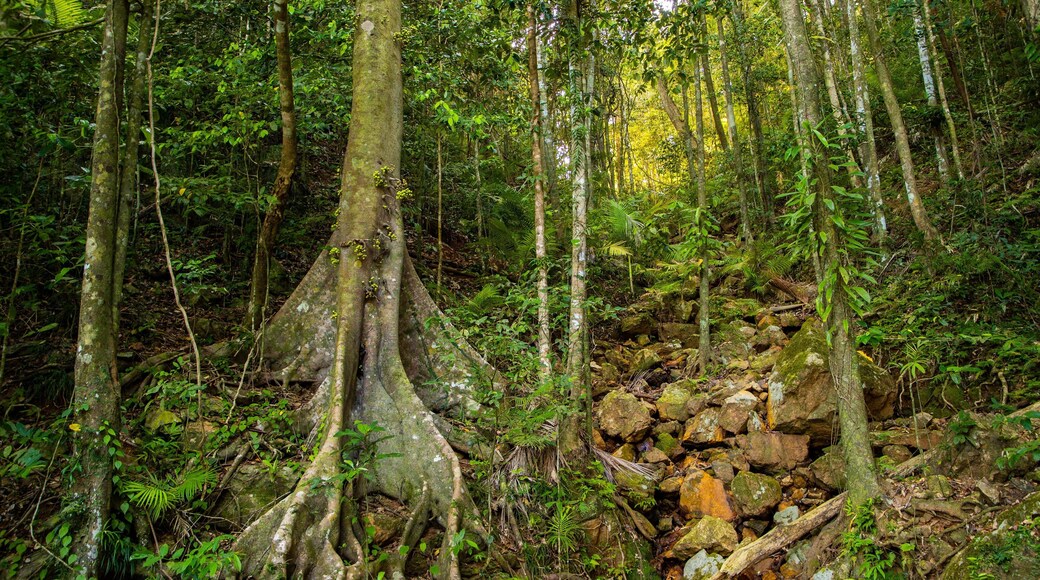 Daintree - Cape Tribulation