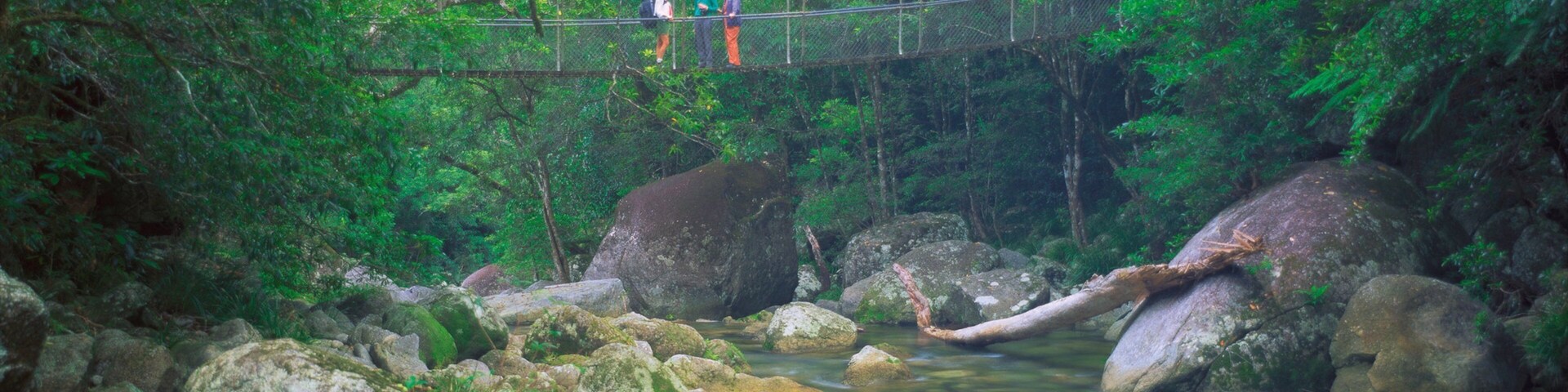 Daintree - Cape Tribulation featuring a suspension bridge or treetop walkway, a river or creek and landscape views